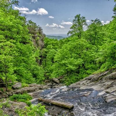 Wood-Williams banner